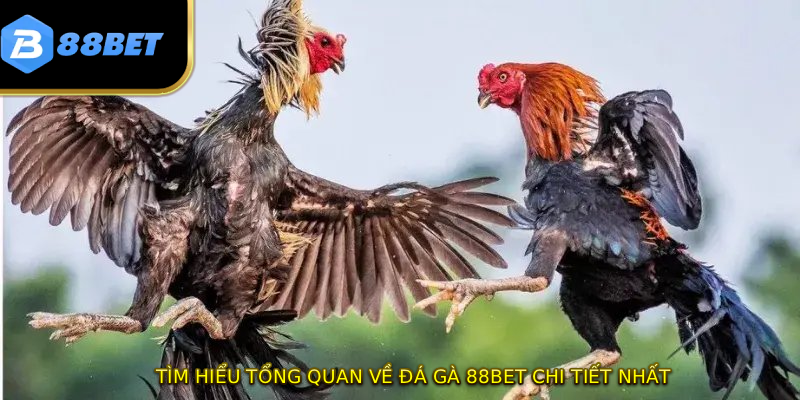 Đá Gà 88BET - Sân Chơi Đẳng Cấp Quốc Tế Với 3 Ưu Điểm Vàng