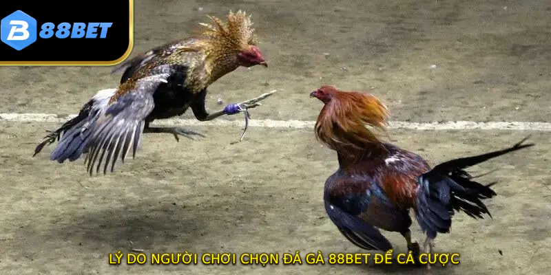 Đá Gà 88BET - Sân Chơi Đẳng Cấp Quốc Tế Với 3 Ưu Điểm Vàng