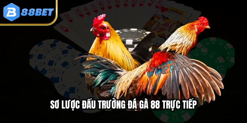 Đá Gà 88 Trực Tiếp – Cảm Giác Hồi Hộp Từ Đầu Đến Cuối
