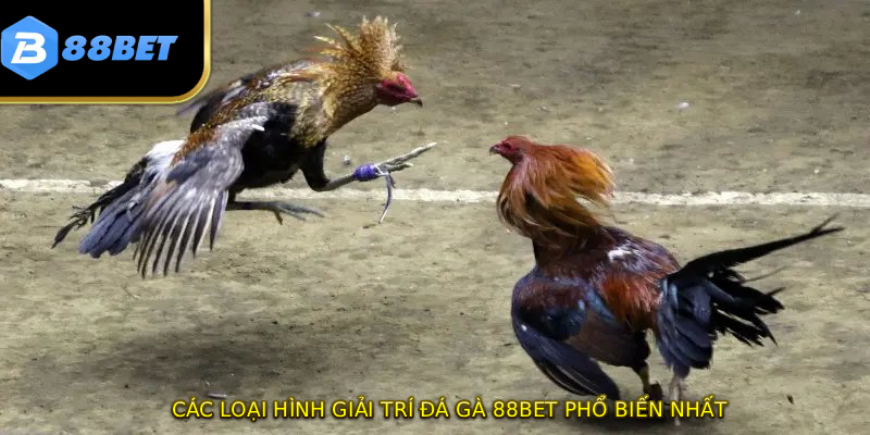 Đá Gà 88BET - Sân Chơi Đẳng Cấp Quốc Tế Với 3 Ưu Điểm Vàng